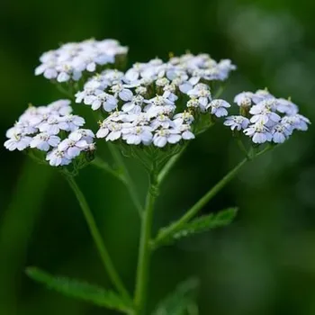 Přírodní voda Řebříček obecný Achillea millefolium 25 l