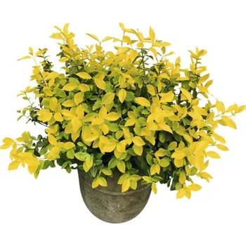 Květináč Brslen Fortunův zářivě žlutý FloraSelf Euonymus fortunei GOLDMINE® 20-30 cm květináč 2 l