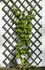 Opora na rostlinu Nature Zahradní dřevěná treláž 50 x 150 cm antracit