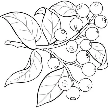 Vonný olej Olej ze santalového dřeva 100% Alteya Organics 5 ml