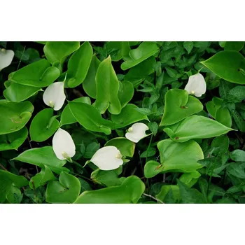 Calla palustris