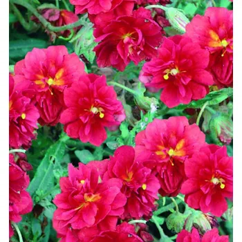 Sazenice Devaterník penízkovitý ´CERISE QUEEN´ kont. 0,5 l