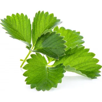 Koření Horňácká farma BIO Jahodové listy sušené, 5 g