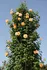 Opora na rostlinu Garden King Opora pro pnoucí rostliny 40 x 188 cm zelená
