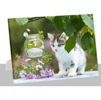 Obraz Obrázek kočka BD566 - SLEVA 3% s kodem radost25