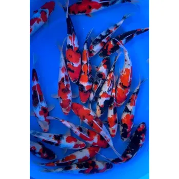 Krmivo pro rybičky VHQ Tategoi Showa ... JK 23IMA0303