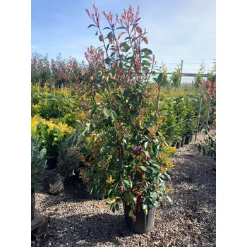 Blýskavka Fraserova Red Robin 150-175 cm kontejner Blýskavka Fraserova Red Robin 150-175 cm kontejner