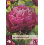 JUB Holland Karl Rosenfield pivoňka 1 ks