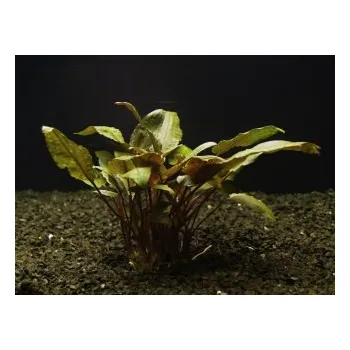 Akvarijní rostlina Cryptocoryne tropica - Kryptokoryna Wendtova var. Tropica (balení - koš)