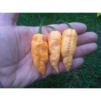 Semeno chilli-semena Bhut Jolokia Peach