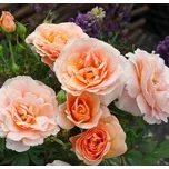 Kordes Roses Impala mnohokvetá růže 2 l