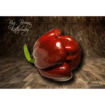 Semeno chilli-semena Big Brown Kathumby