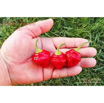 Semeno chilli-semena Habanero Tasmanian Red
