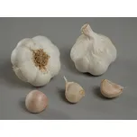 Vilmorin Messidrome sadbový česnek 4 ks