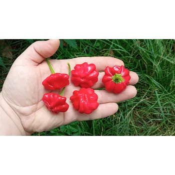 Semeno chilli-semena Atomic Starfish