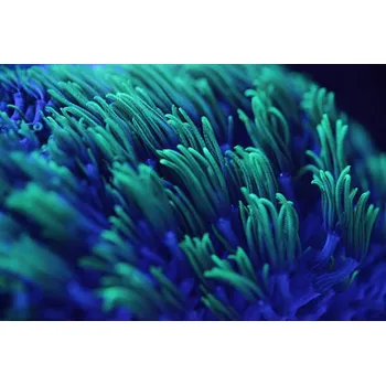 Plakát Plakát, Obraz - Macro shor of colorful corals, kickers