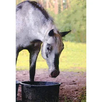 Pohlednice Ponynka.cz - série koně - šedák na pastvě (7/2018)