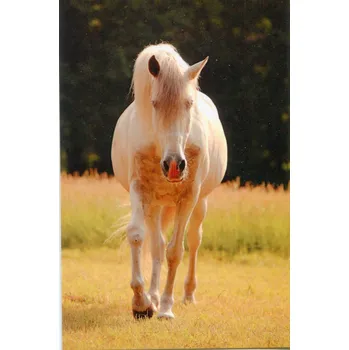 Pohlednice Ponynka.cz - série koně - bělouš na pastvě (5/2018)