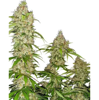Semeno Banana Kush Cake - feminizovaná semínka 5 ks Sensi Seeds
