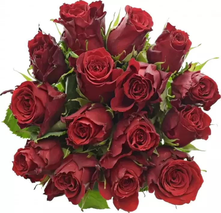 Kytice 15 rudých růží RED TORCH 70cm