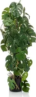 Emerald Monstera v květináči 75 cm