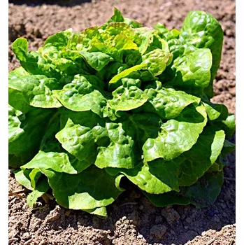 Zelenina Stupický kamenáč