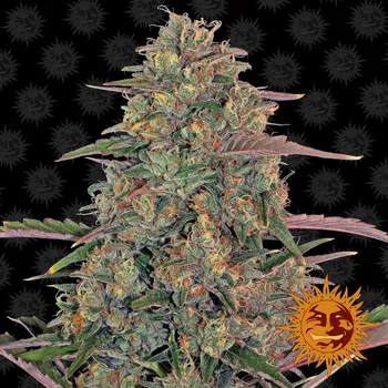 Semeno Barney's Farm Pineapple Chunk Balení: 3ks