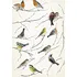 Samolepící dekorace Komar Ptáčci 19705 50 x 70 cm