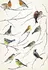 Samolepící dekorace Komar Ptáčci 19705 50 x 70 cm