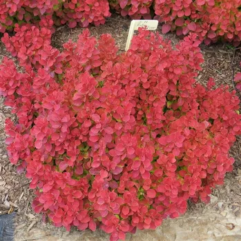 Sazenice Berberis thunbergii Ruby Star 20/30 cm