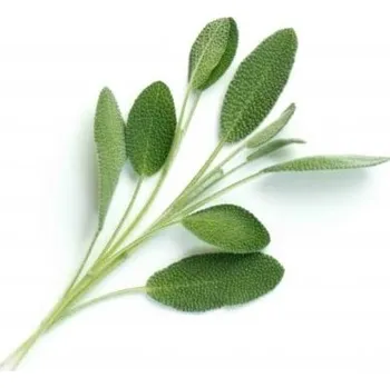 Sazenice Veritable, Kapsle se semínky Lingot netradiční bylinky šalvěj - Formadore