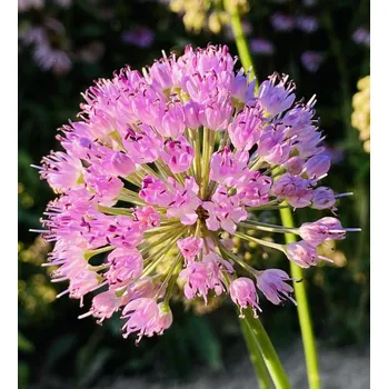 Koření Sibiřská pažitka