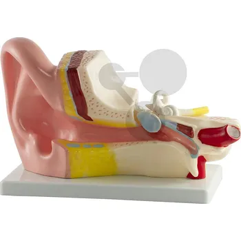 anatomický model Ucho, model rozložitelný na 4 části