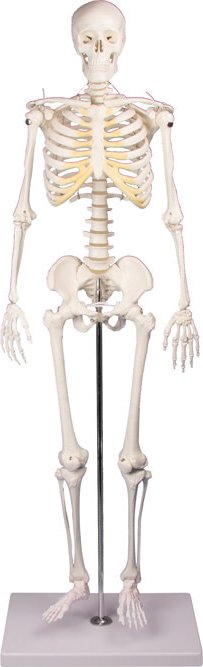 Lidská kostra střední velikosti, vysoce kvalitní provedení