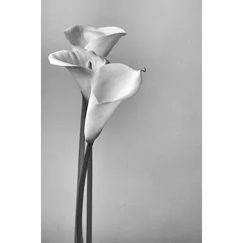Plakát Plakát, Obraz - Calla lilies, Svetl