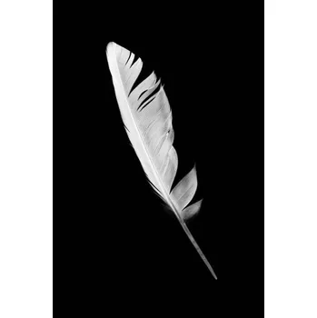 Plakát Plakát, Obraz - Beautiful white feather isolated on black, nadtytok
