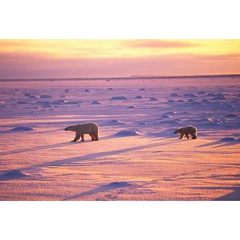 Plakát Plakát, Obraz - Polar Bears Crossing Snowfield, John Conrad