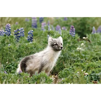 Plakát Plakát, Obraz - Arctic fox in field of, Johnny Johnson