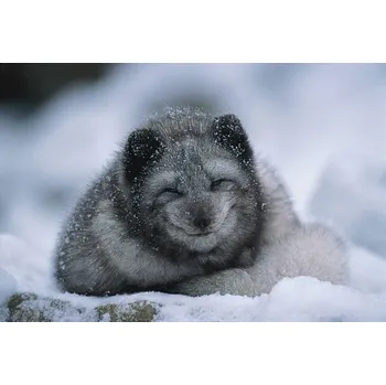 Plakát Plakát, Obraz - Polar fox cub, winter, Herbert Kehrer