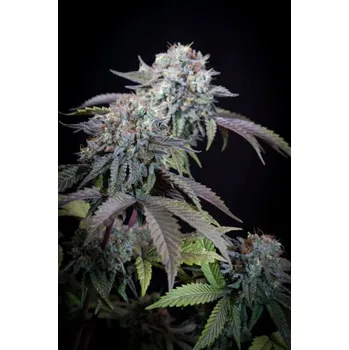 Semeno Paradise Seeds Gulupa Balení: 10ks