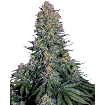 Semeno Sensi Seeds Blue Skunk Balení: 3ks