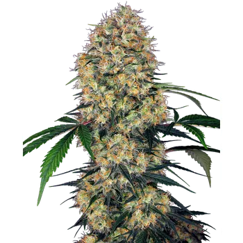 Semeno Sensi Seeds Sensi Amnesia XXL Auto Balení: 3ks