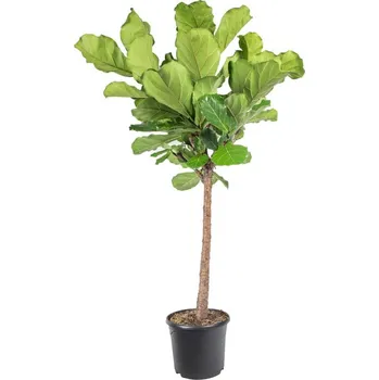 Sazenice Fíkus, Ficus lyrata, kmínek, průměr květináče 30 cm