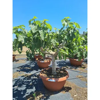 Sazenice FICUS CARICA - Extra bowl - 20/30 Bonsai - FCARbowlT20/30