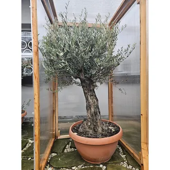 Skleník Zimování rostlin 250 cm x 150 cm x 150 cm lexan