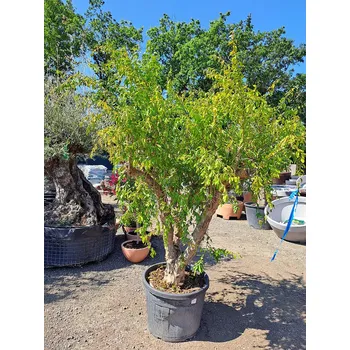 Sazenice Granátové jablko Q50/60 (PUNICA GRANATUM) - obvod kmene 50/60cm