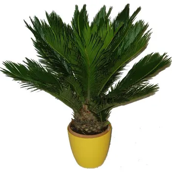 Sazenice Cycas revoluta střední