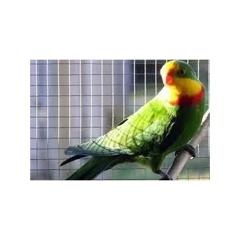 chovatelské pletivo Toptrade Svařovaná síť 2,05 mm x 25 mm 100 x 25 m