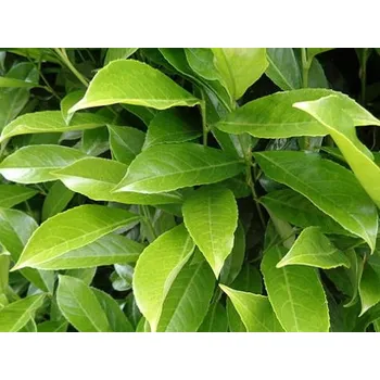 Sazenice Bobkovišeň lékařská Genolia v kontejneru C12 100-125 cm