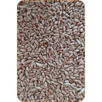 Návnadová surovina ČESKÝ PARTIKL Pšenice suchá - 3kg